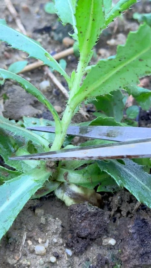 带刺的菜叫什么菜_1
