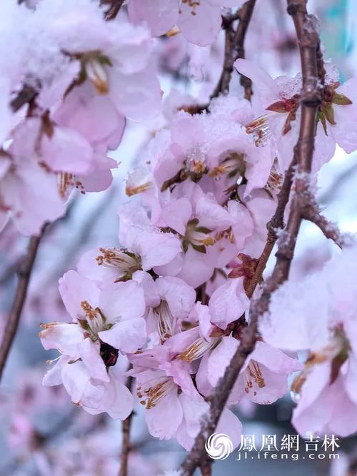 梦见桃花开还在下雪_2