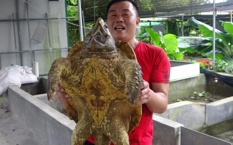 梦见一只超级大的乌龟_2