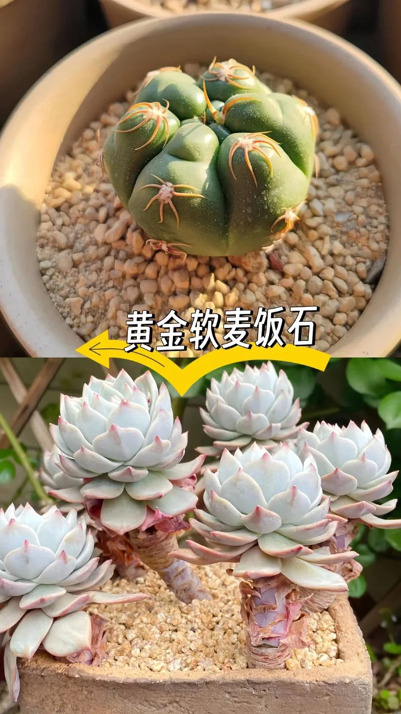 麦饭石出自哪_1