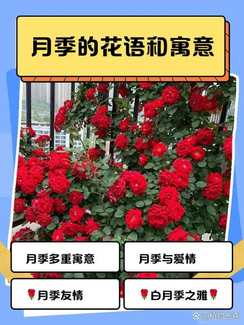 红玫瑰几月份开花-红玫瑰五月开花