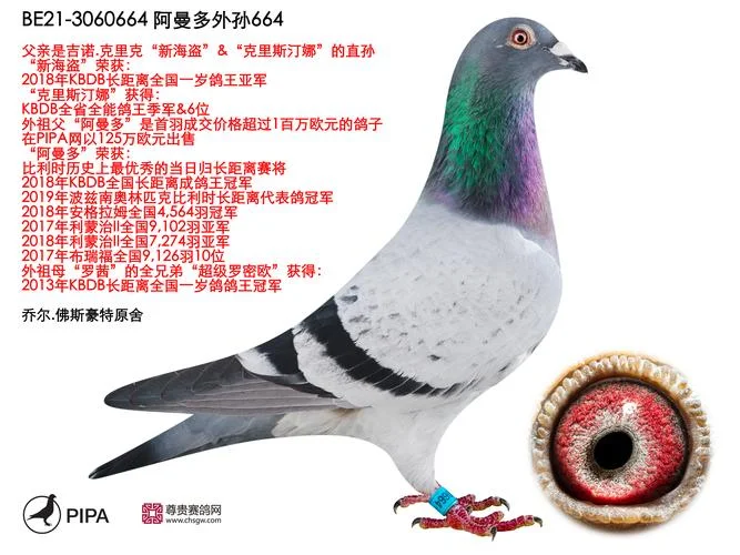 信鸽阿曼多成绩_2