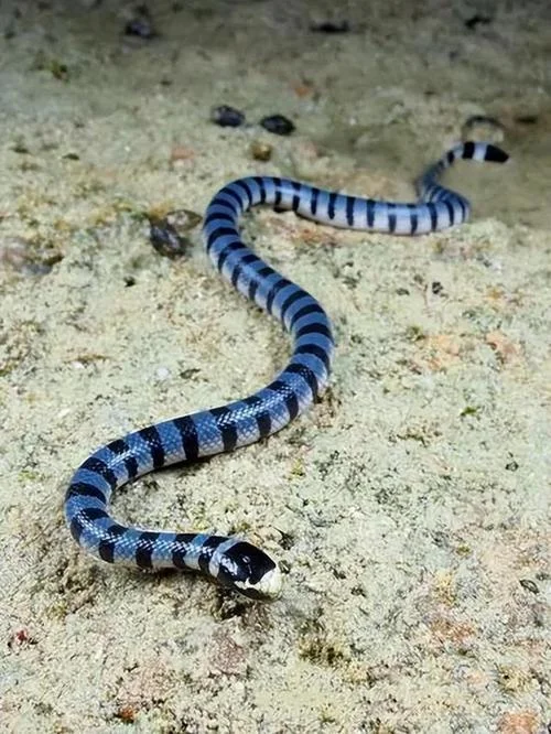 大灰海蛇又叫什么_1