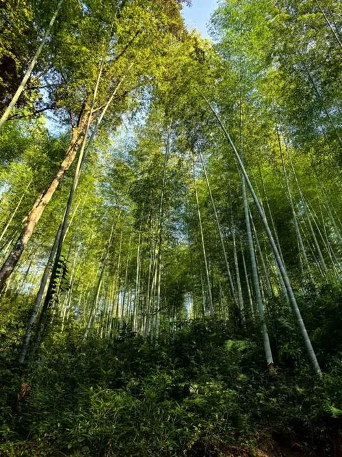 毛竹一亩多少根_2