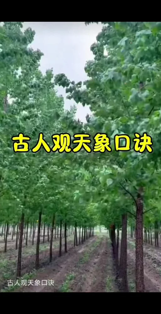 鸡迟宿的下一句_2