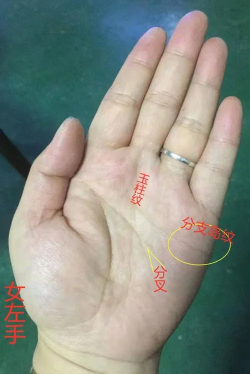 看女手相算命图解大全-看女手相算命图解