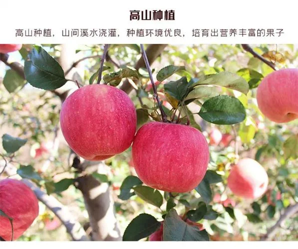 新鲜的苹果几月上市_2