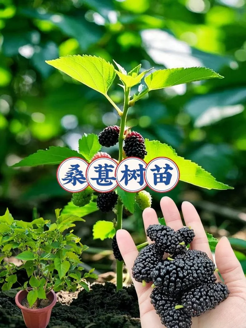 无食桑葚出自哪里-无食桑葚源自何方