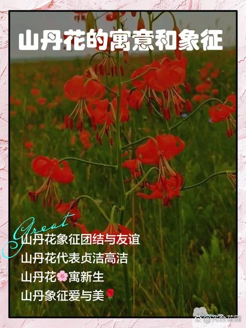梦见花海和山预示什么-梦见花海山预示吉凶