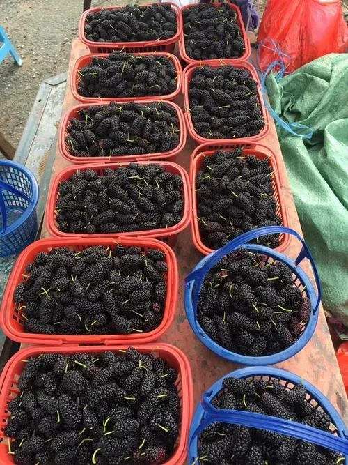 桑葚一亩多少斤_2
