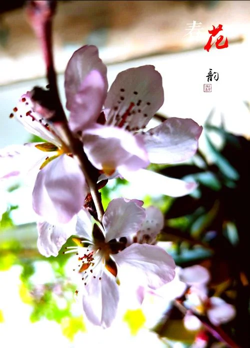 韵初出自什么_2