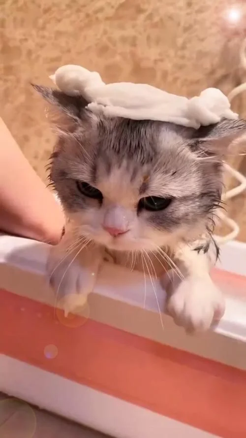 梦见给猫洗澡,猫很乖_2
