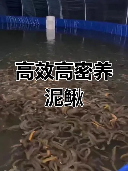 一亩地养殖多少泥鳅_2