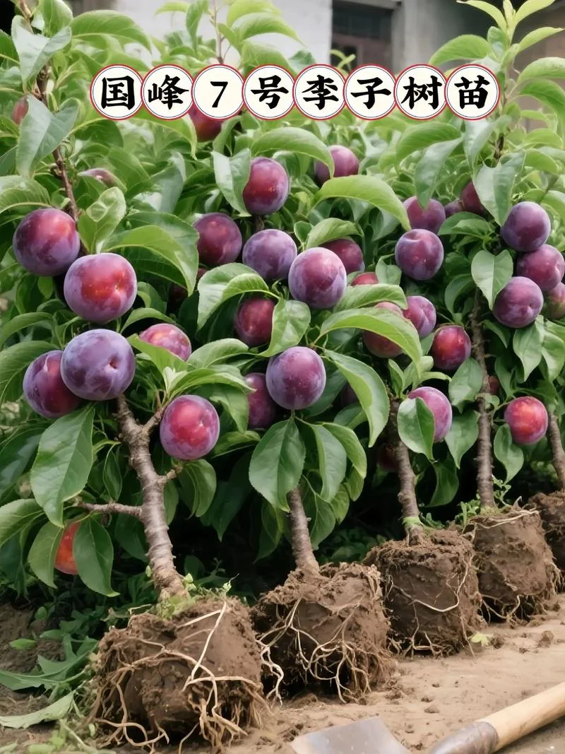李子树苗几月份栽较好_1