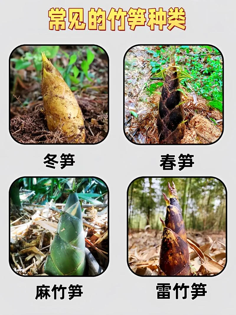 冬笋几月份有_2