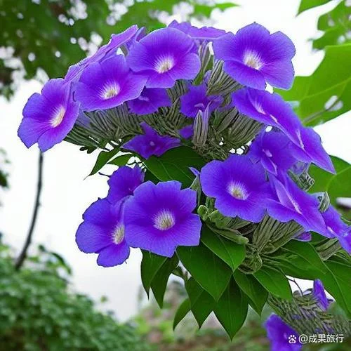 有花无实者为桐出处-有花无实者桐