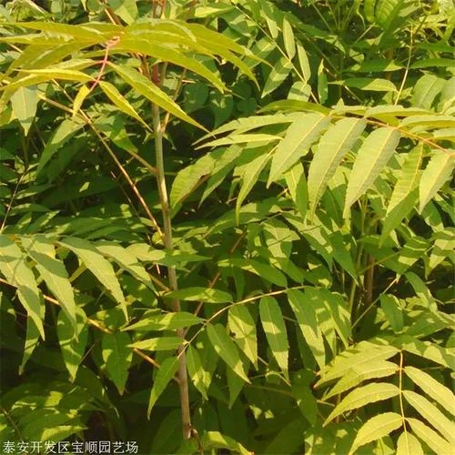 巨片莲几月份种植_2