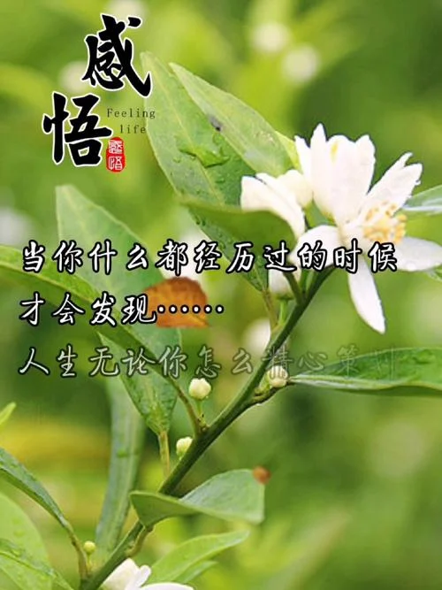 感悟图片大全集_2