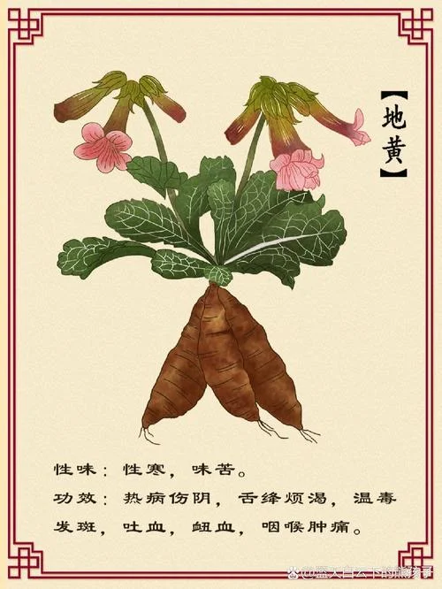 生地黄别名叫什么_1