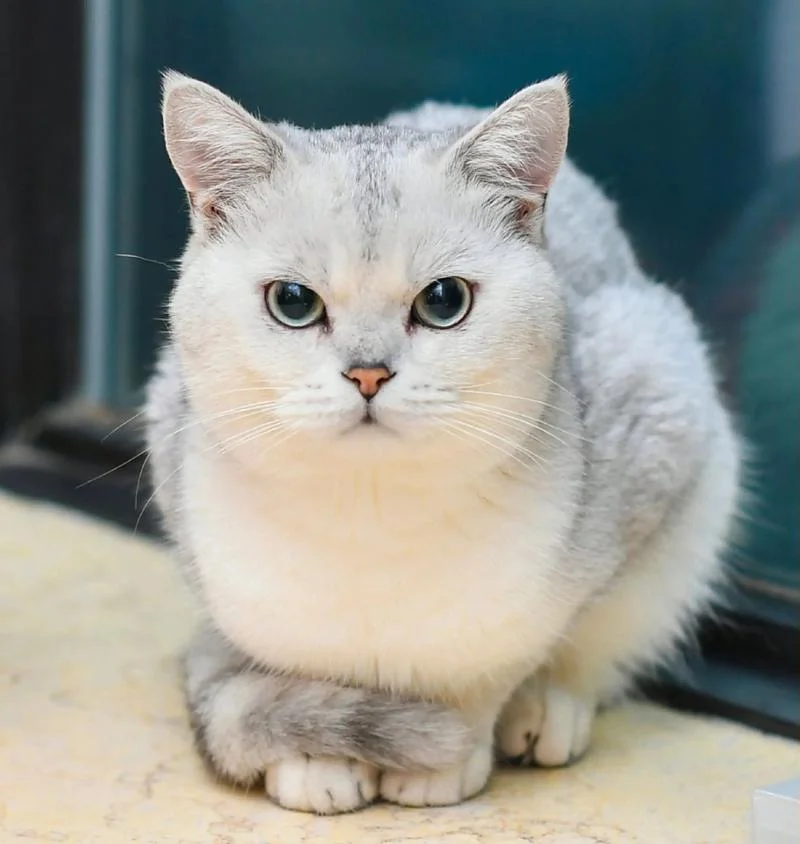 女人梦见找猫好不好_1