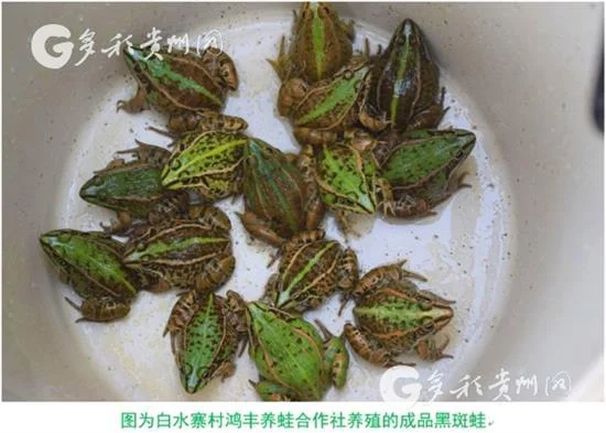 一亩地养青蛙年利润是多少_2