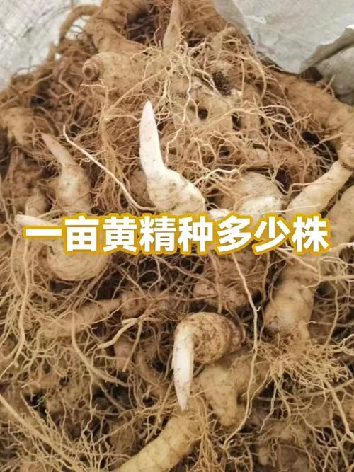 一亩黄精投资是多少_1