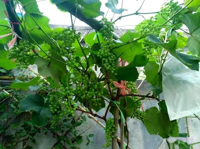 梦到种葡萄-梦见种植葡萄
