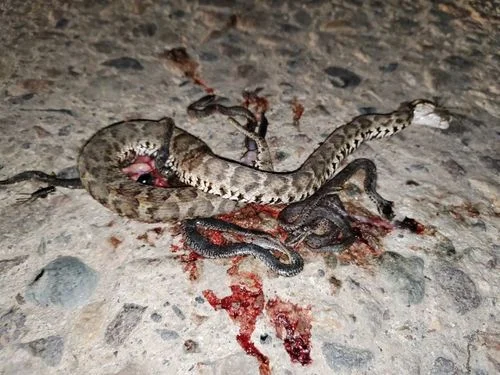 梦见蛇被砍死-梦蛇被斩