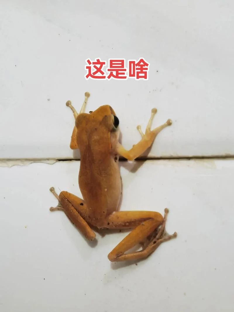 和青蛙很像的叫什么_2