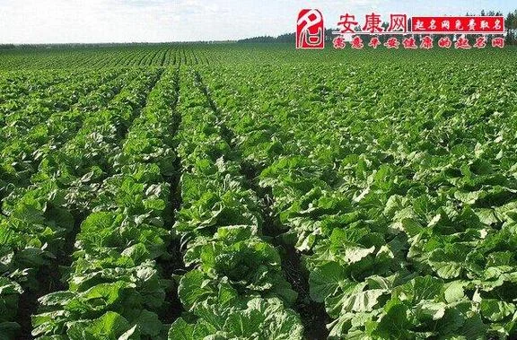 梦见自己偷很多白菜_2