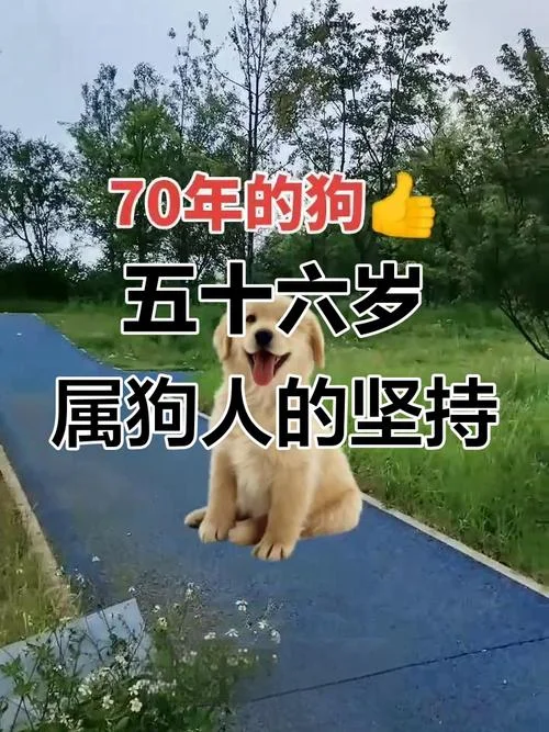 1970属狗的多大了-1970 属狗今年多少岁