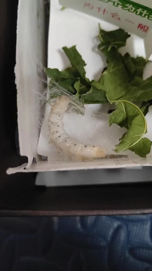 梦到蚕结茧是什么意思-梦见蚕结茧寓意