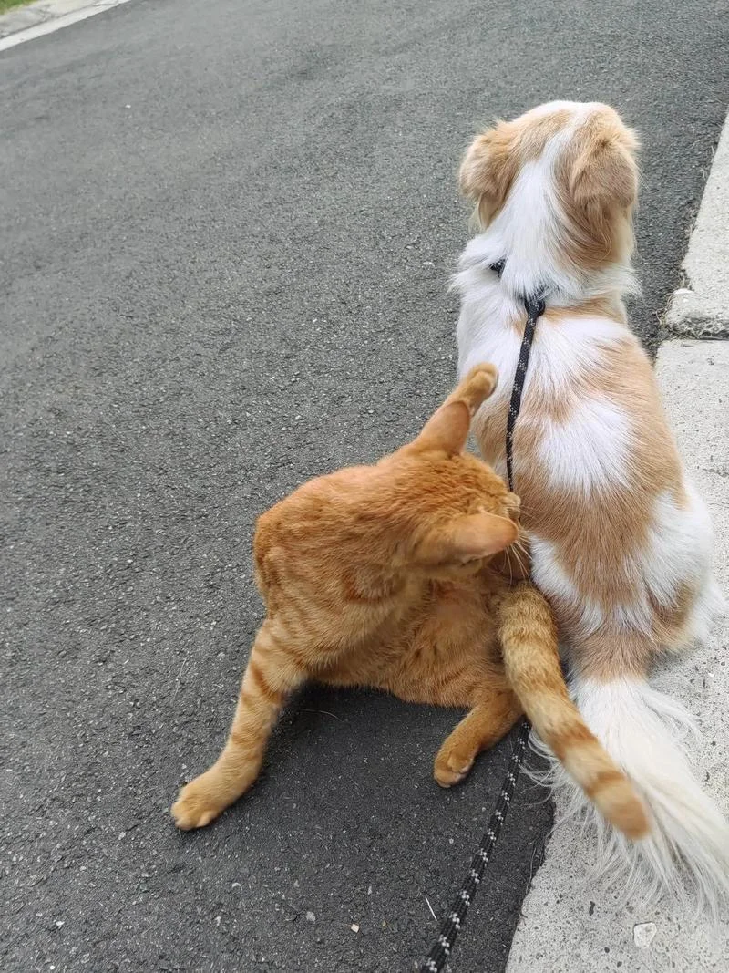 梦见两只猫一只狗_2