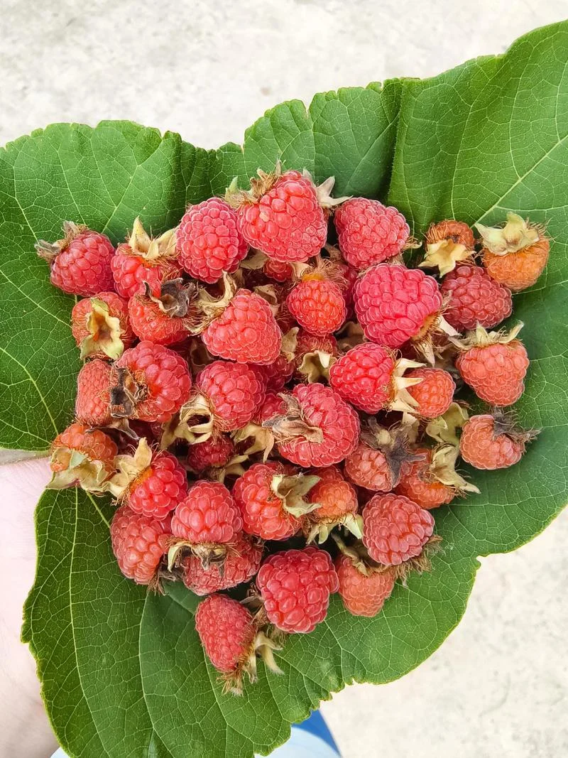 树莓别名叫什么_1
