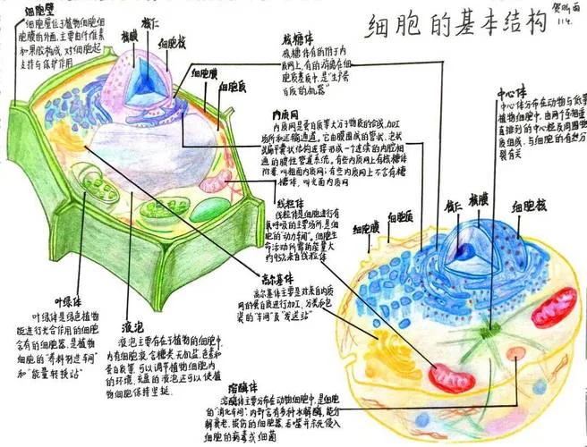 生物绘图的基本要求_2