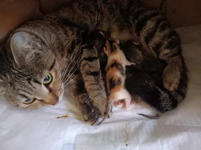 梦到小猫生崽是什么意思-梦到小猫生崽含义