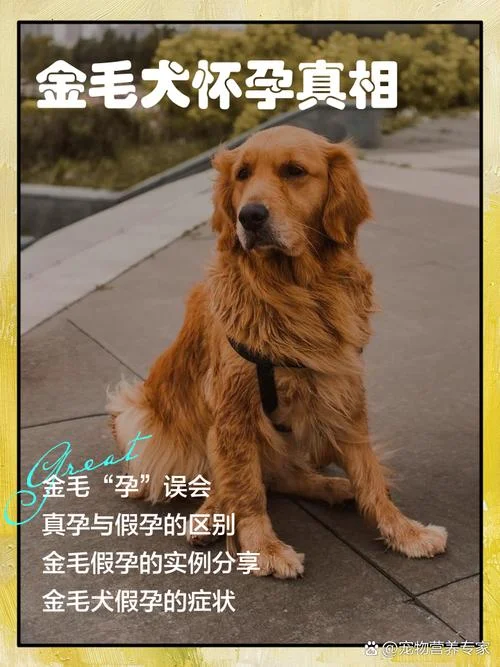 怀孕梦到狗是什么意思-怀孕梦狗占卜含义