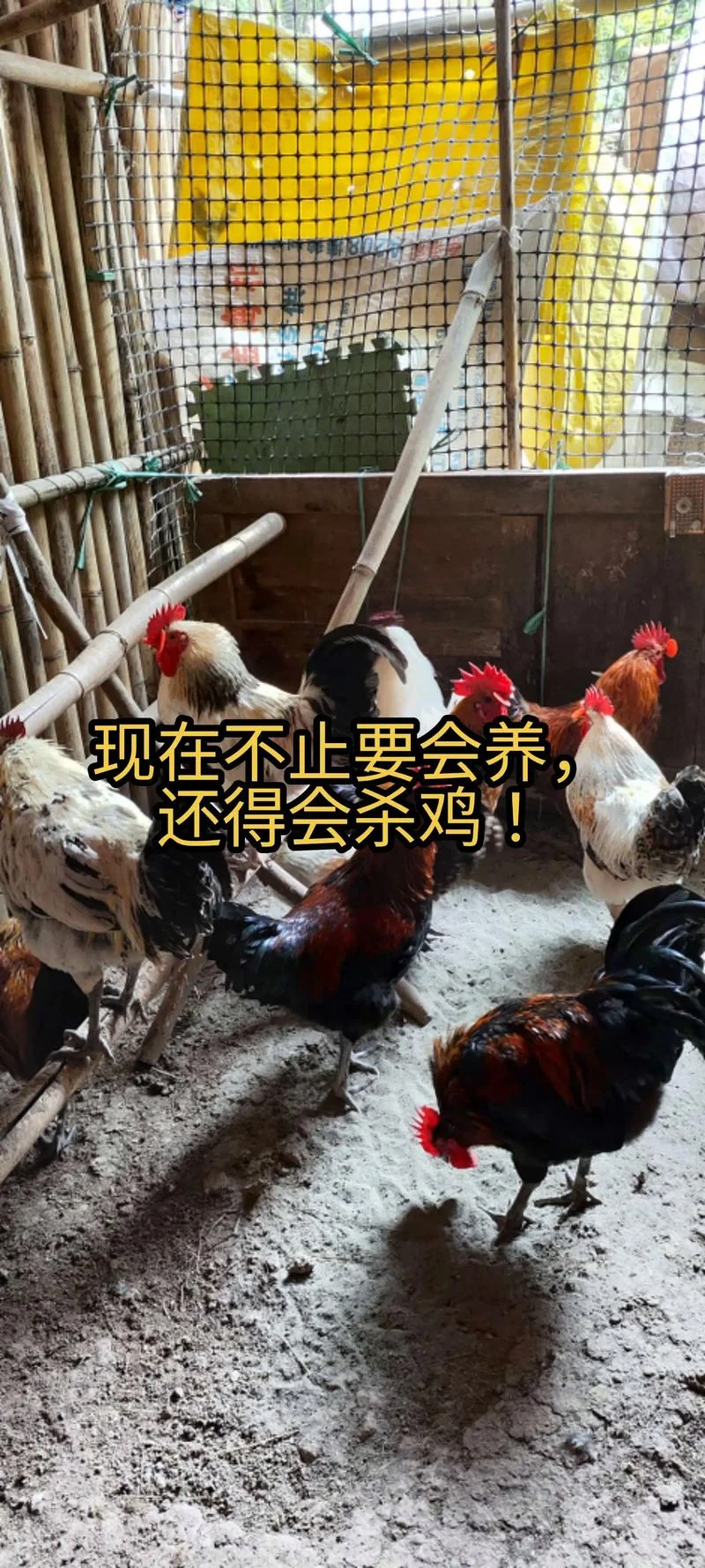 做梦梦到鸡跟我赶-梦见鸡驱赶