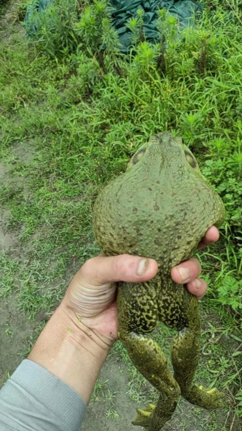 一亩牛蛙养殖利润多少_2