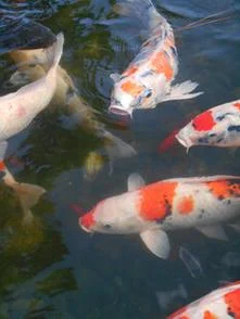 梦见水塘鱼游来游去_1