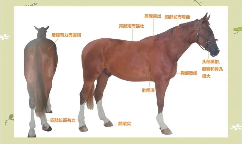 历史特马全记录-历史特马全记录