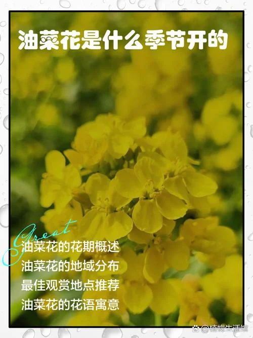 油菜花的花语文案_1