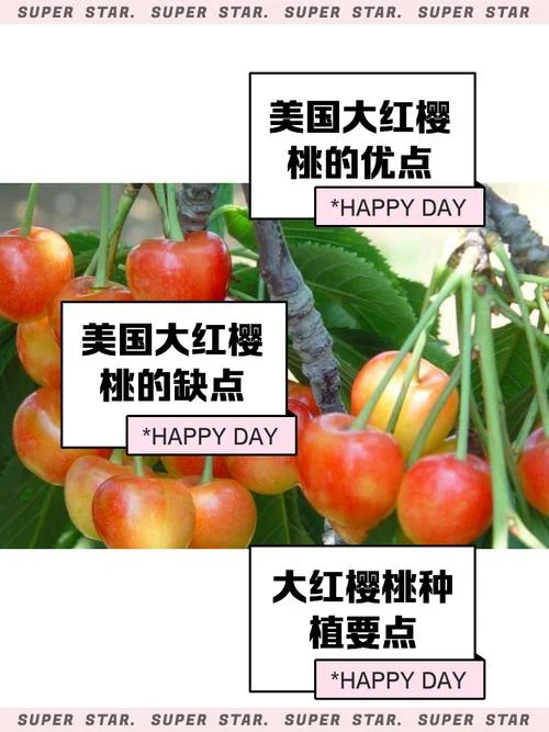 介绍一种水果樱桃-介绍樱桃