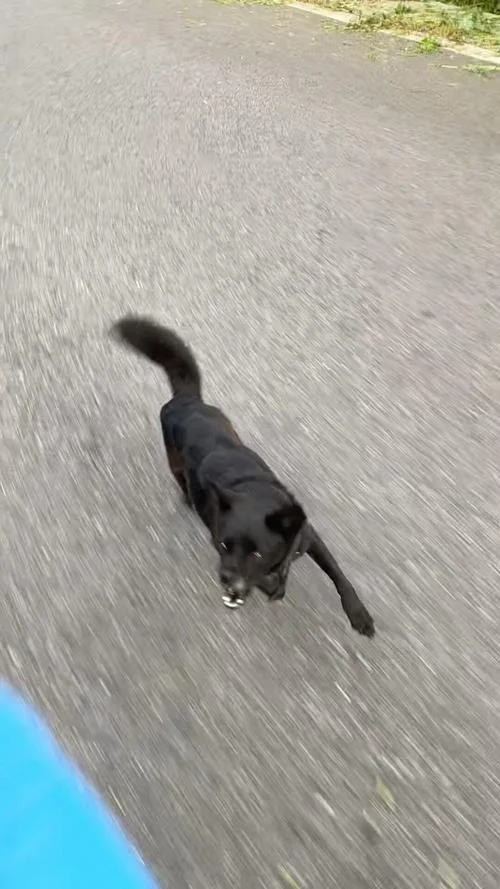 梦到狗追我-梦中恶犬追逐