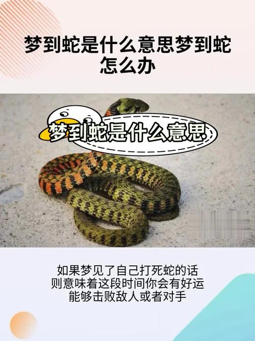 梦见蛇没有尾巴_1