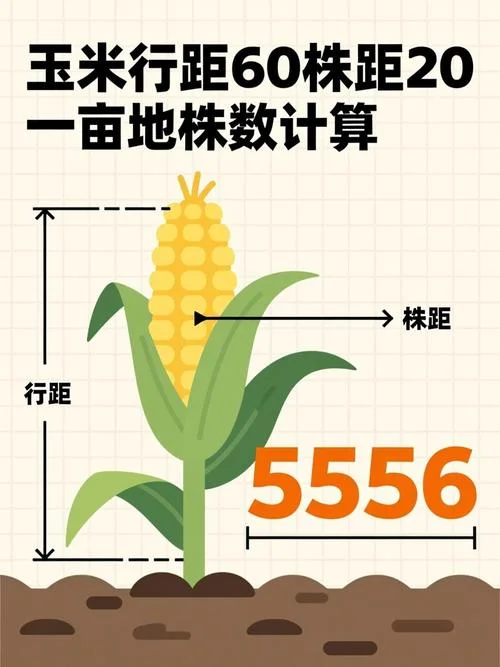 一亩地等于多少米长_2