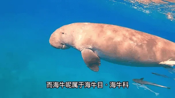 世界之大无奇不有出自哪里-世界之大无奇不有