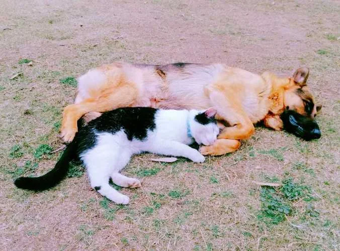 梦见两条狗一只猫_1