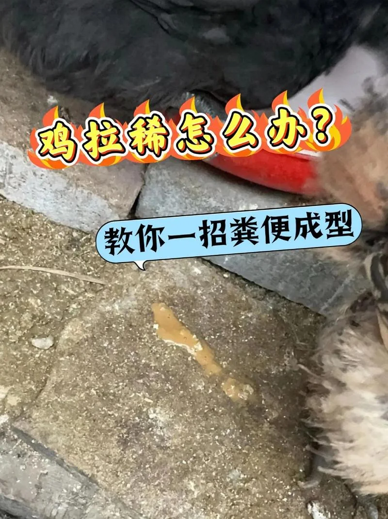 梦到鸡粪是什么意思_2