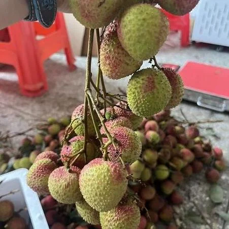 孕妇梦见青荔枝-孕妇梦青荔枝